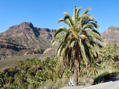 Canary Island Date Palm