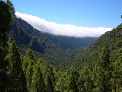 Canary Island Pine