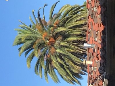 Canary Palm