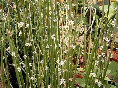 Candelilla