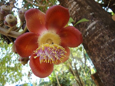 Cannonball Tree