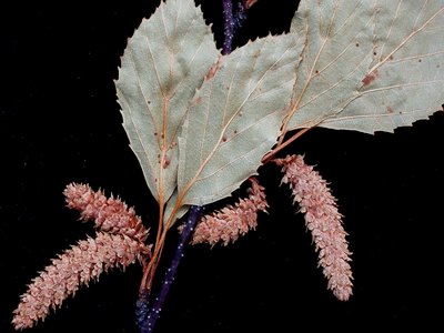 Canoe Birch