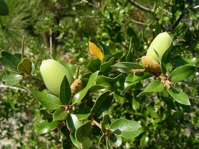 Canyon Live Oak
