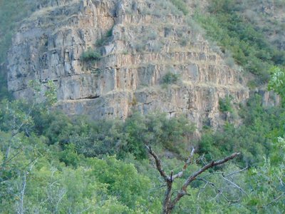 Canyon Maple