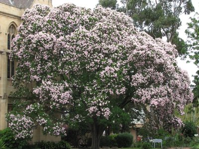 Cape Chestnut