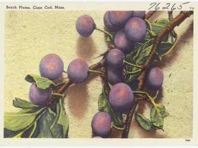 Cape Plum