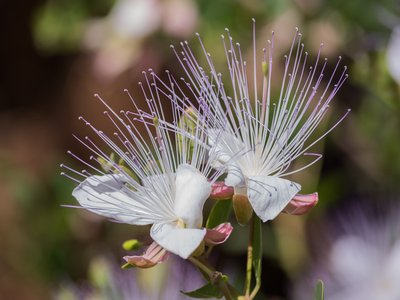 Caper Bush