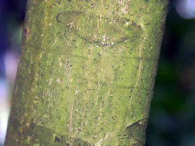 Carapa Guianensis