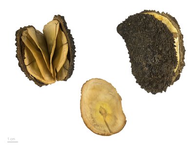 Carapanauba