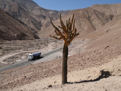 Cardon Cactus