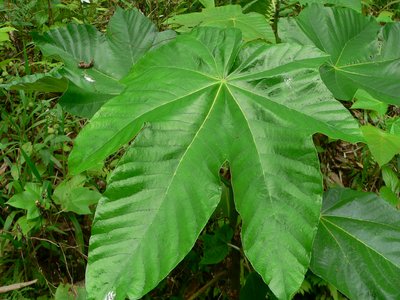 Caribbean Trumpet Tree