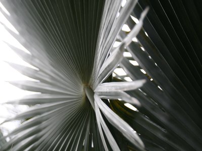 Carnauba Palm