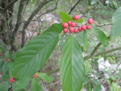 Carolina Buckthorn