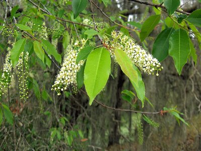 Carolina Cherry Laurel