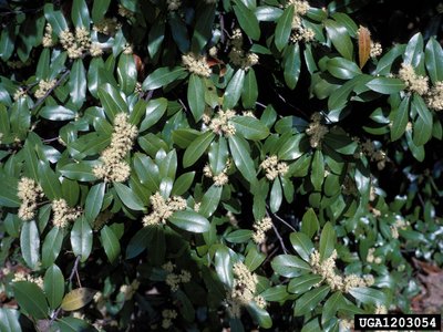 Carolina Laurelcherry