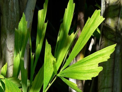 Caryota Palm