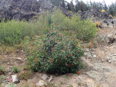 Cascade Mountain Ash