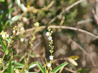 Cascarilla