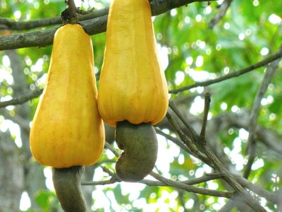 Cashew Nut