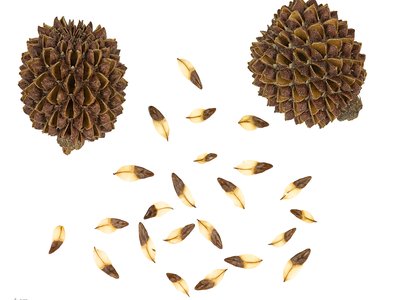 Casuarina