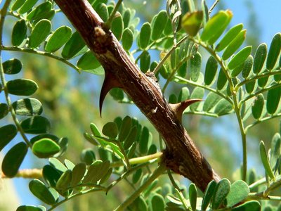 Catclaw Acacia