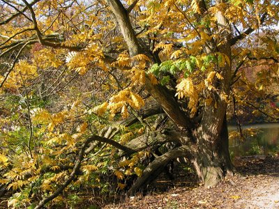 Caucasian Wingnut