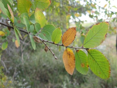 Cedar Elm