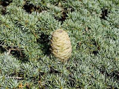Cedrus