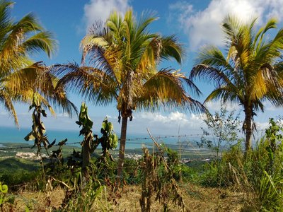 Ceiba