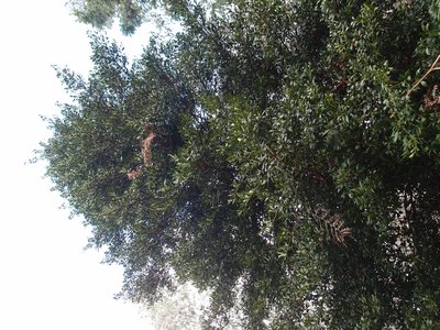 Celery Pine