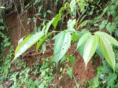 Celtis