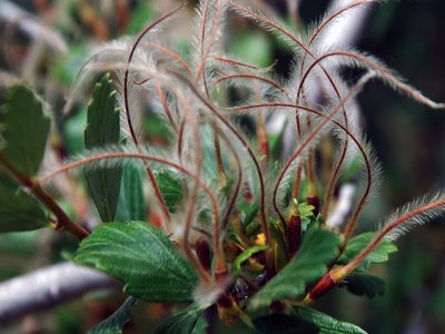 Cercocarpus