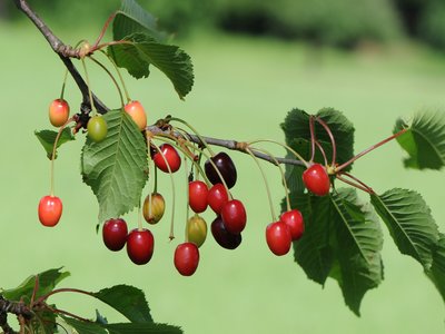 Cereza
