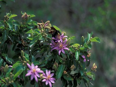 Chadara