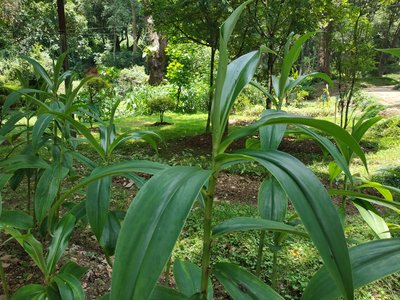 Cheilocostus