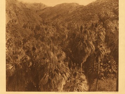 Chemehuevi Mesquite