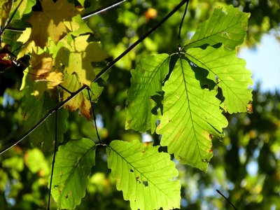 Chestnut Oak