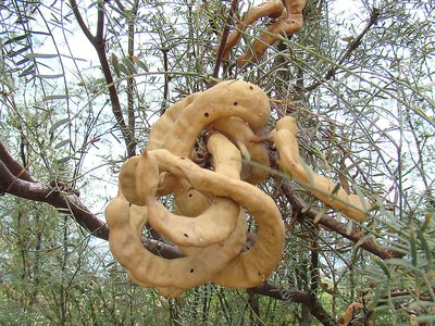 Chilean Mesquite