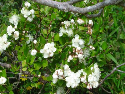 Chilean Myrtle