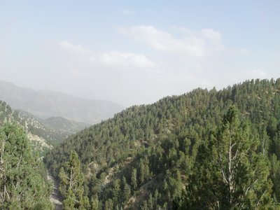 Chilgoza Pine