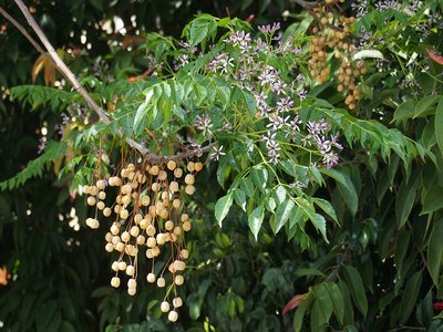 Chinaberry Tree