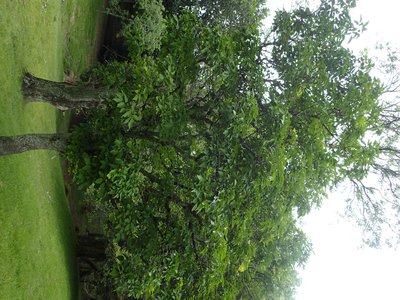 Chinese Ash