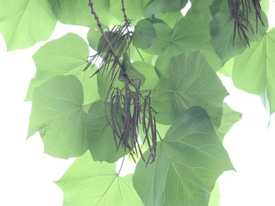 Chinese Catalpa