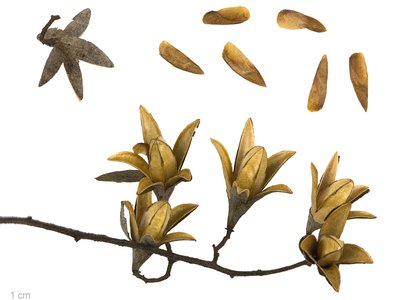 Chinese Cedar