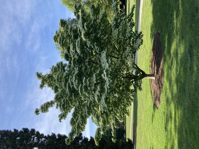 Chinese Dogwood