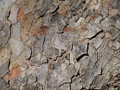 Chinese Elm