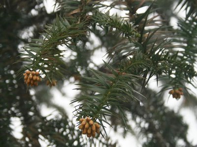 Chinese Fir
