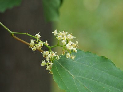 Chinese Raisin Tree