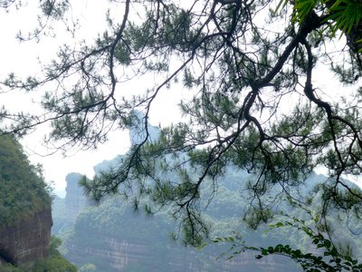 Chinese Red Pine