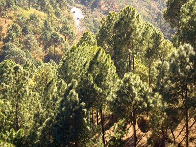Chir Pine